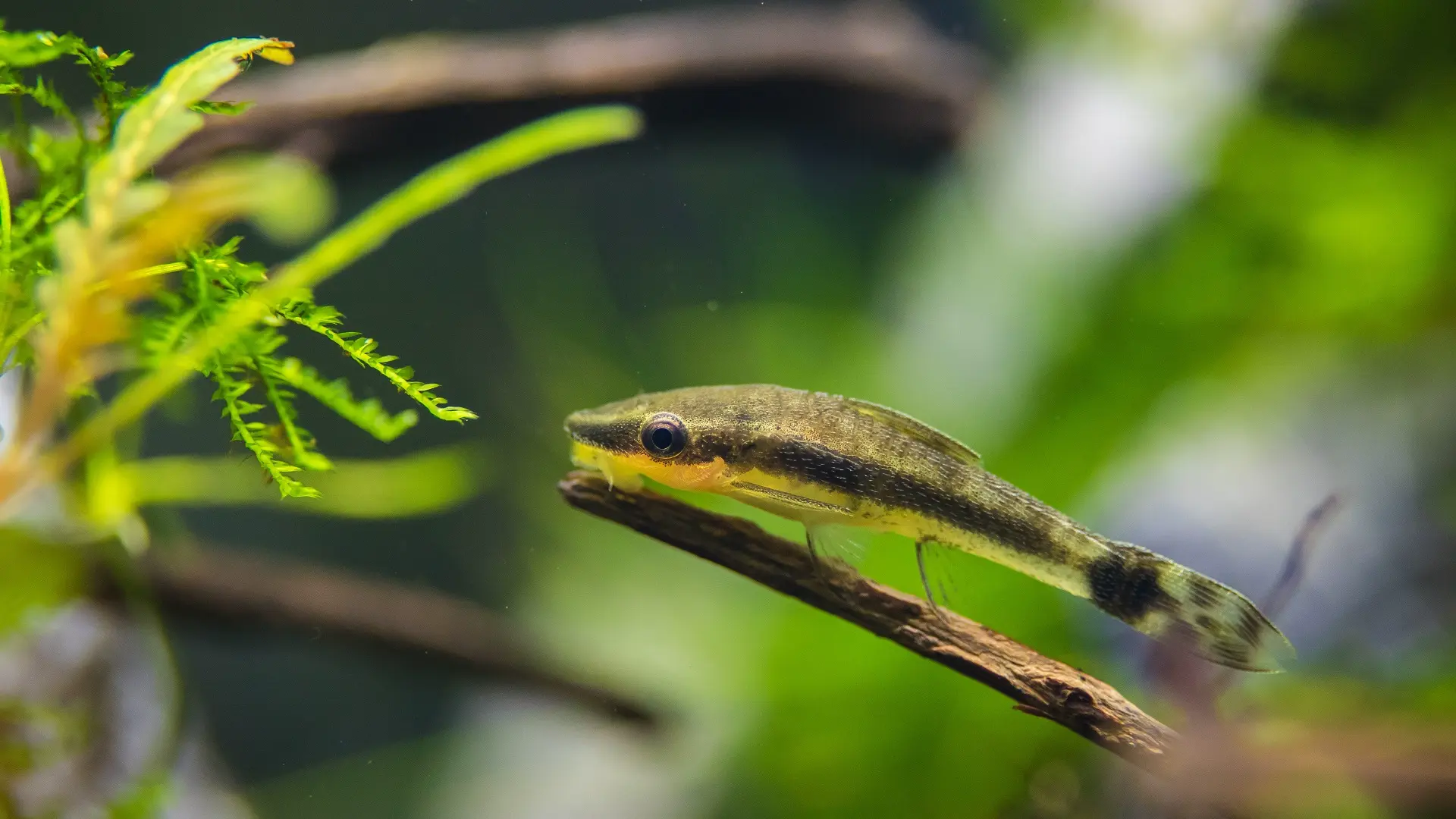 Seu pet não é só seu peixe, mas todo seu aquário